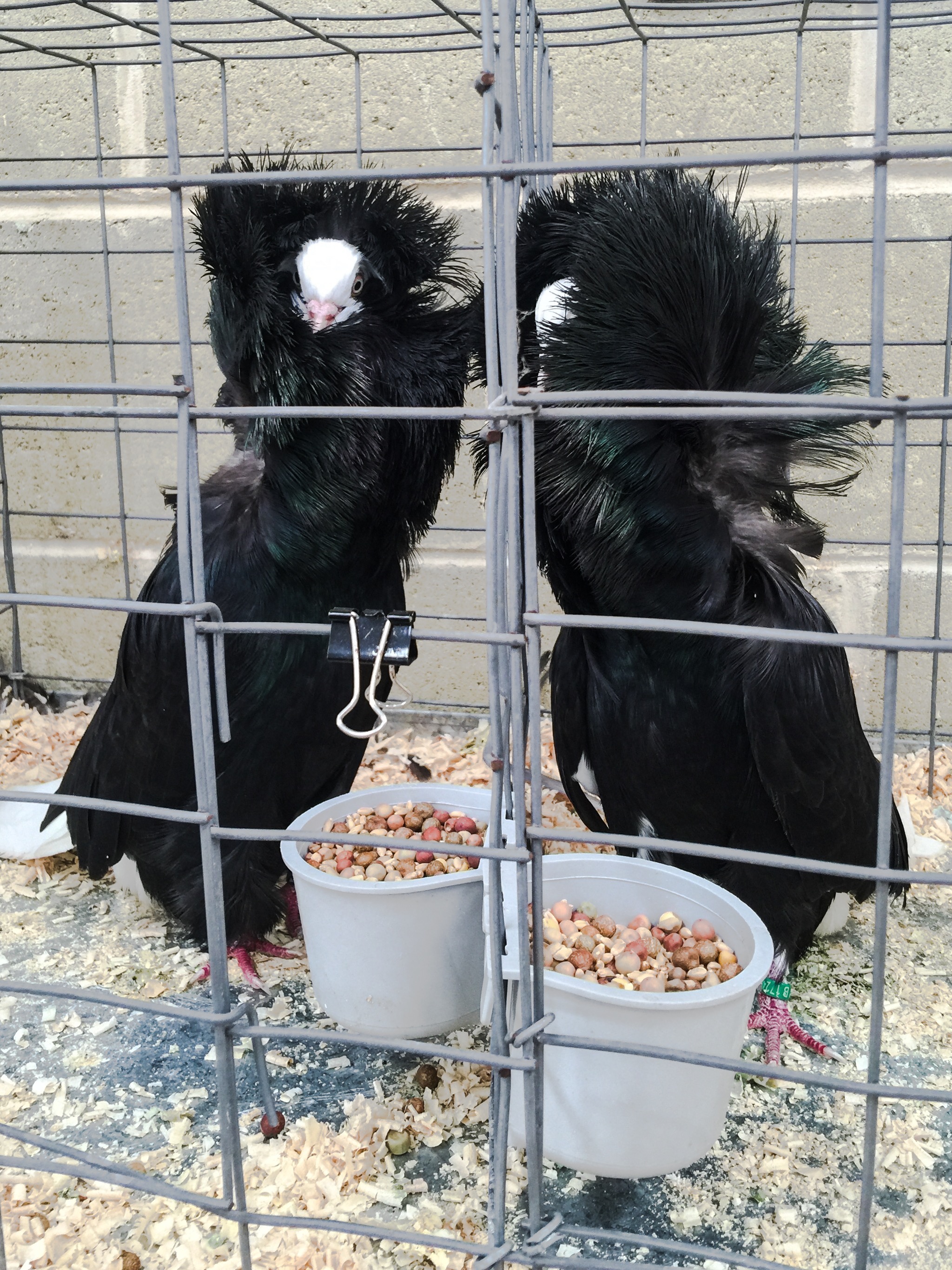 The IGA Perth Royal Show - Katierebekah