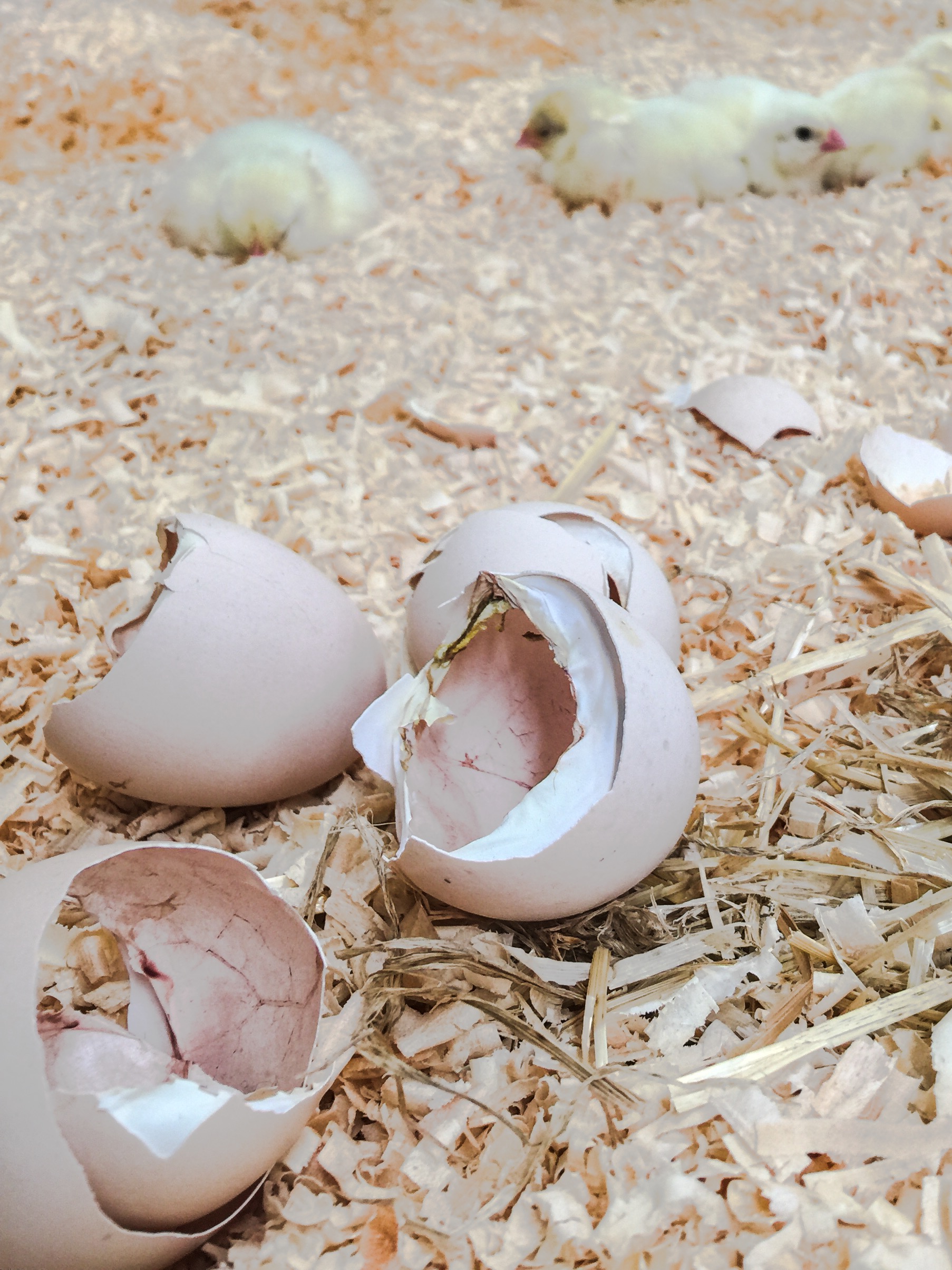 The IGA Perth Royal Show - Katierebekah