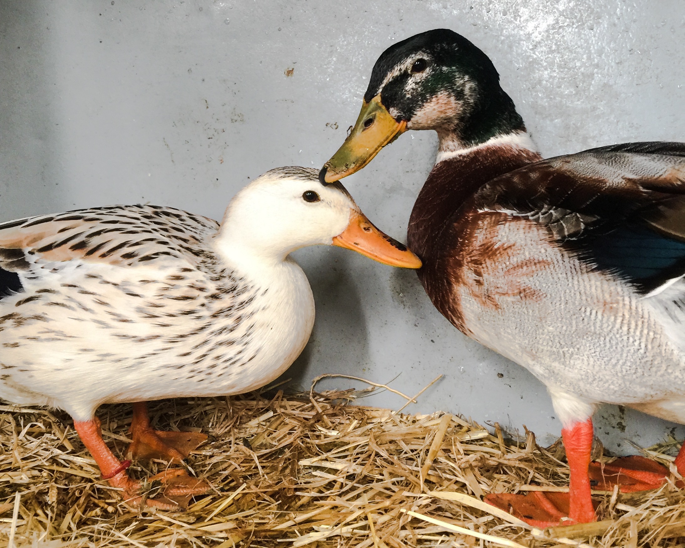 The IGA Perth Royal Show - Katierebekah