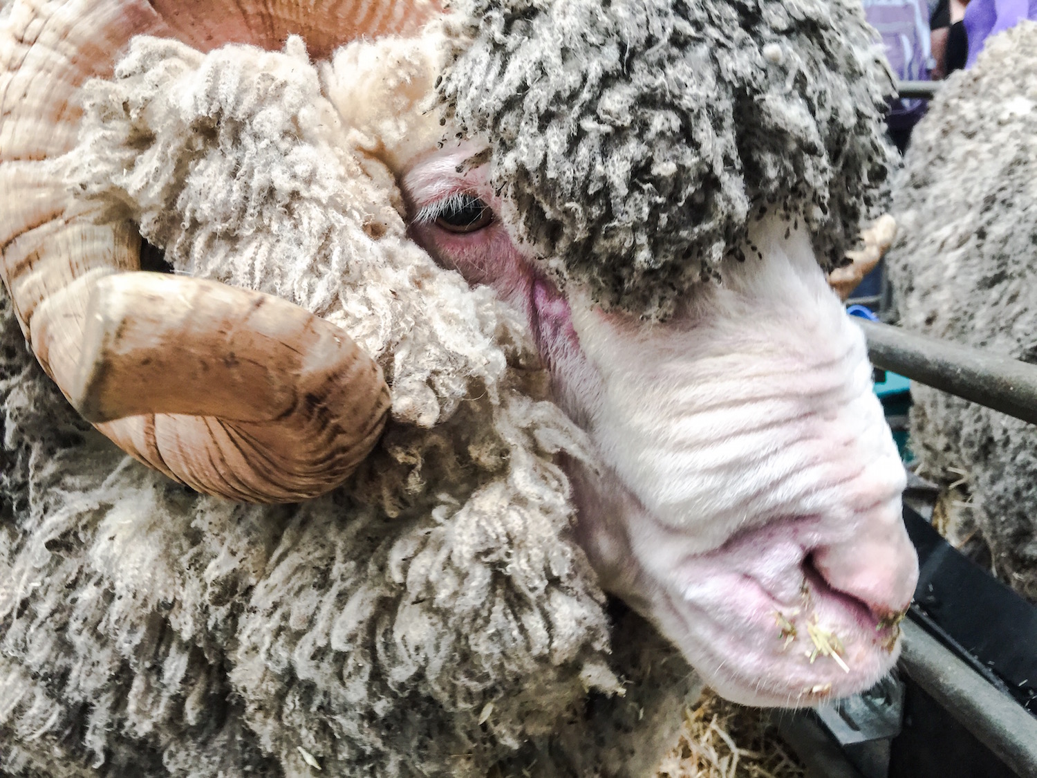 The IGA Perth Royal Show - Katierebekah