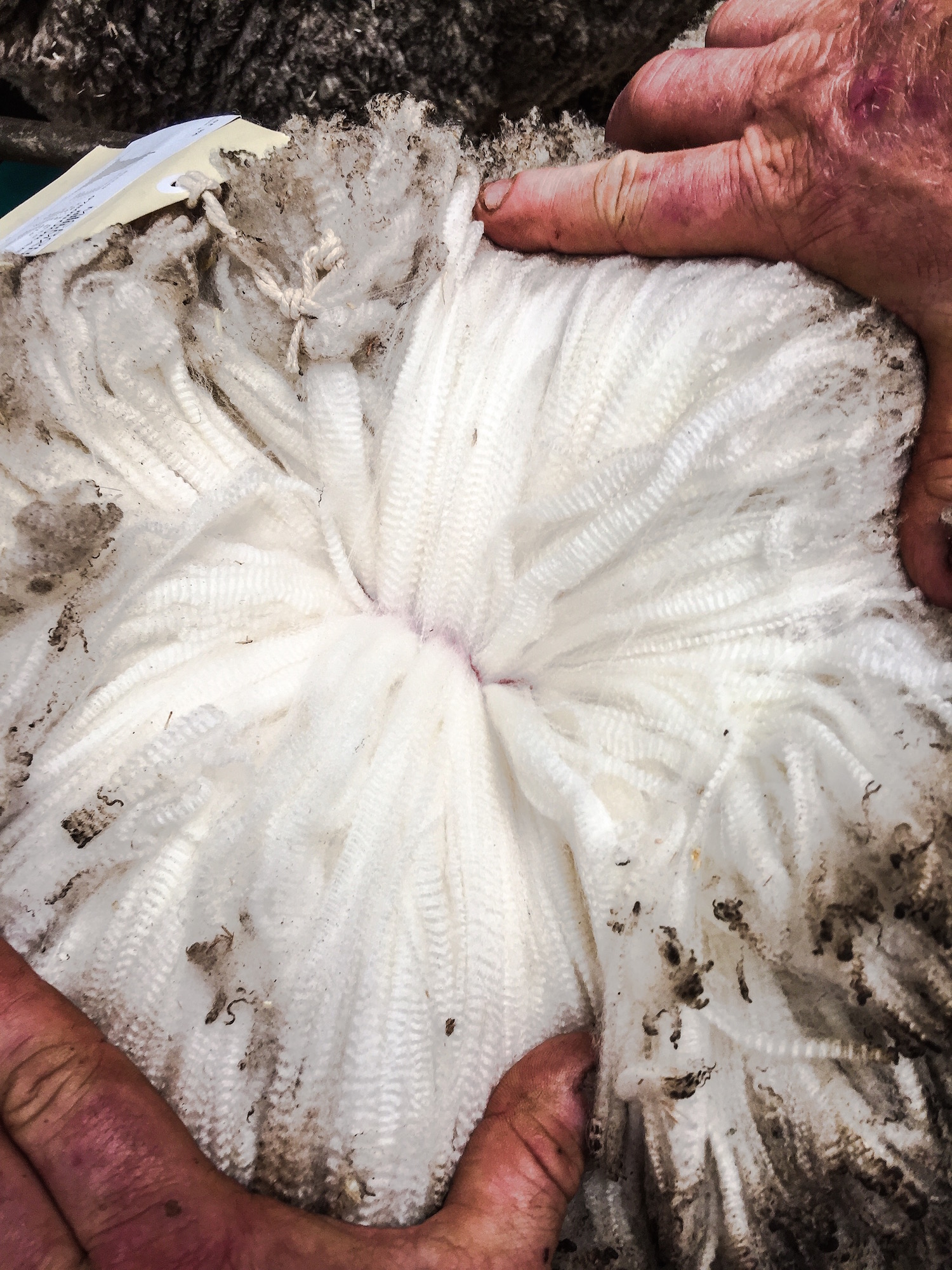 The IGA Perth Royal Show - Katierebekah