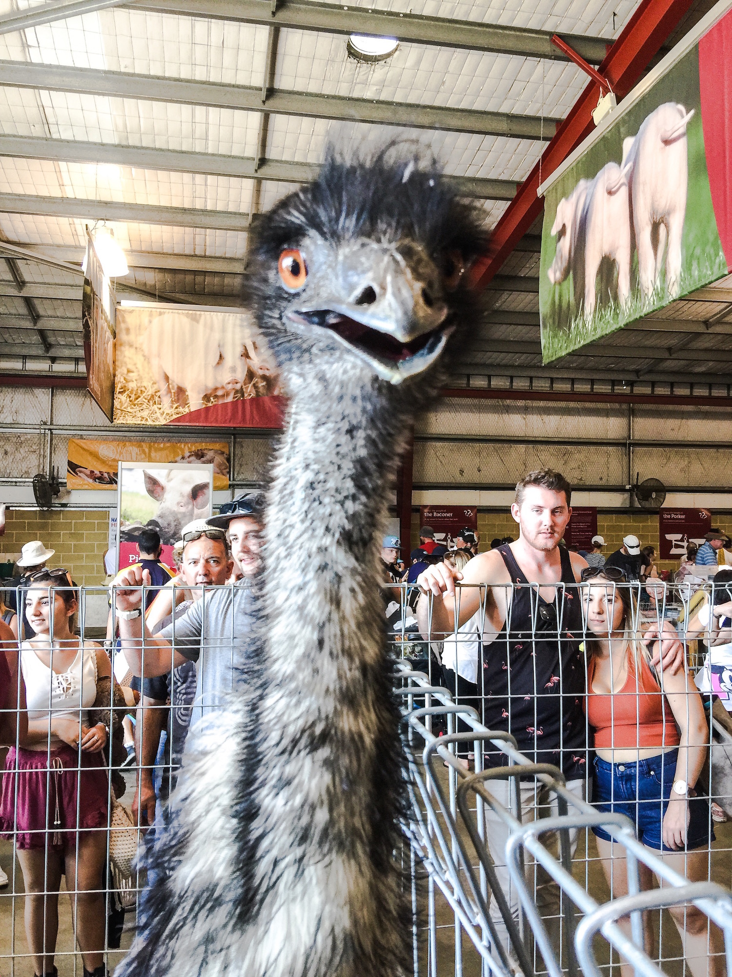 The IGA Perth Royal Show - Katierebekah