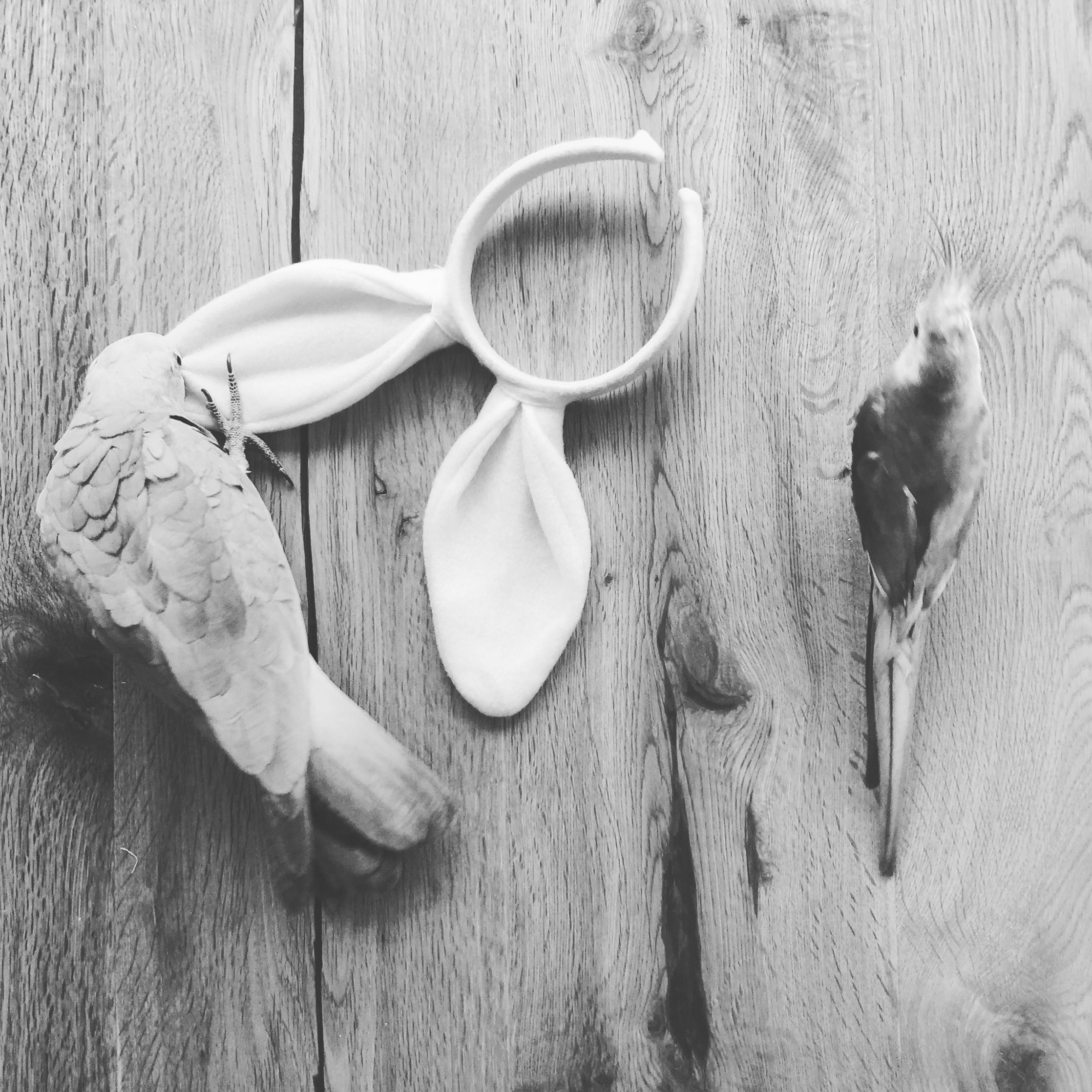 Easter birdies - Katie Rebekah