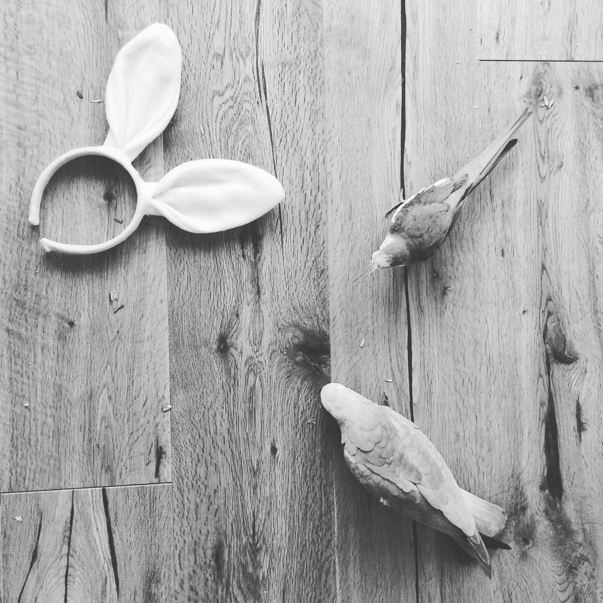 Easter birdies - Katie Rebekah