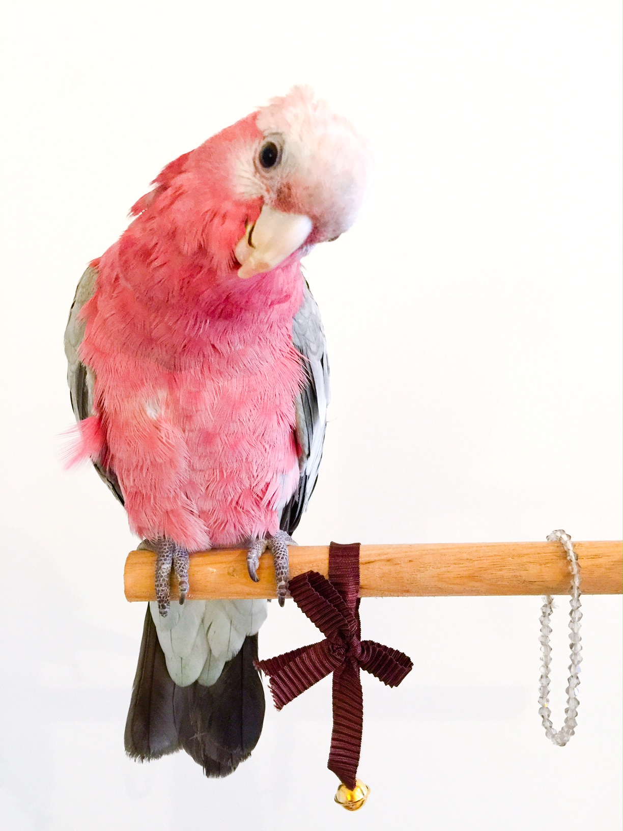 Thor the Galah - Perth Blogger - Katie Rebekah