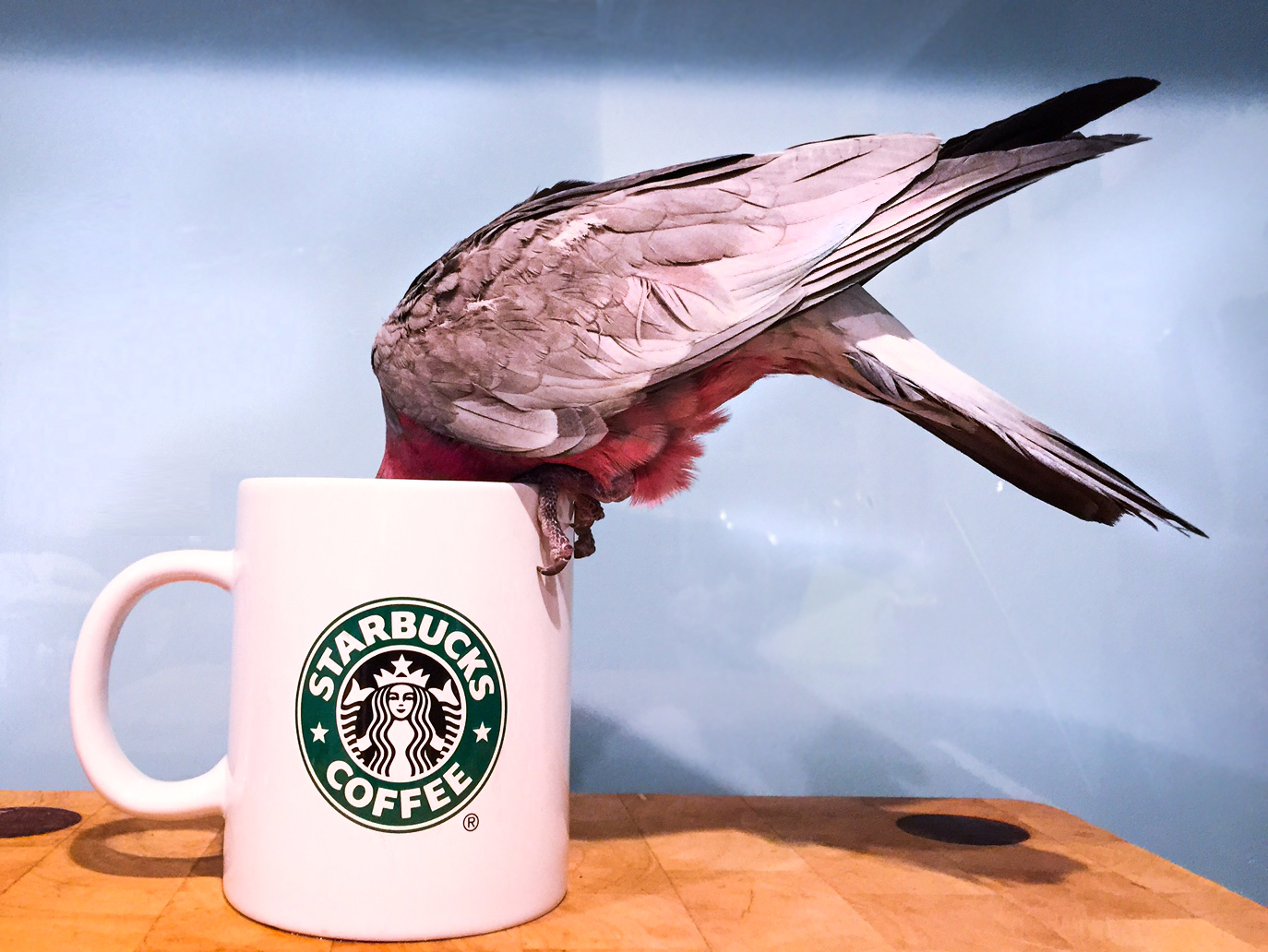 Thor the Galah - Perth Blogger - Katie Rebekah