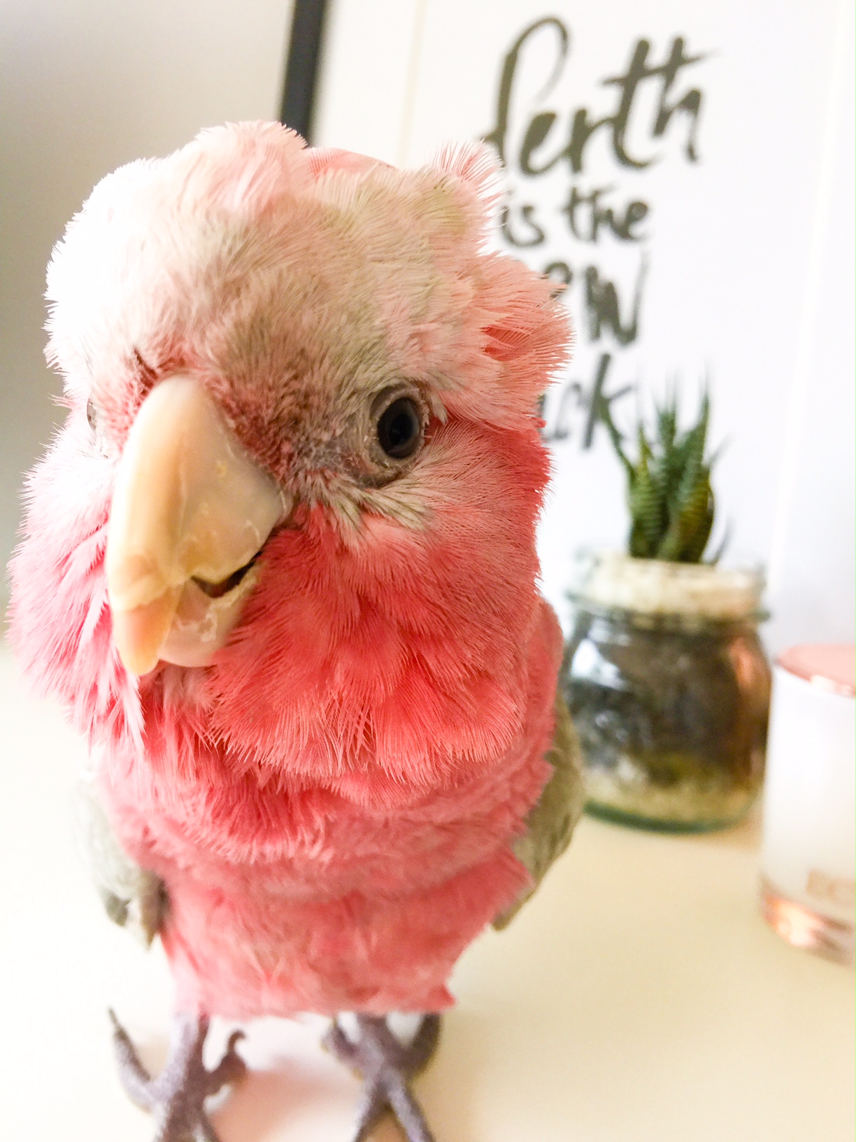 Thor the Galah - Perth Blogger - Katie Rebekah
