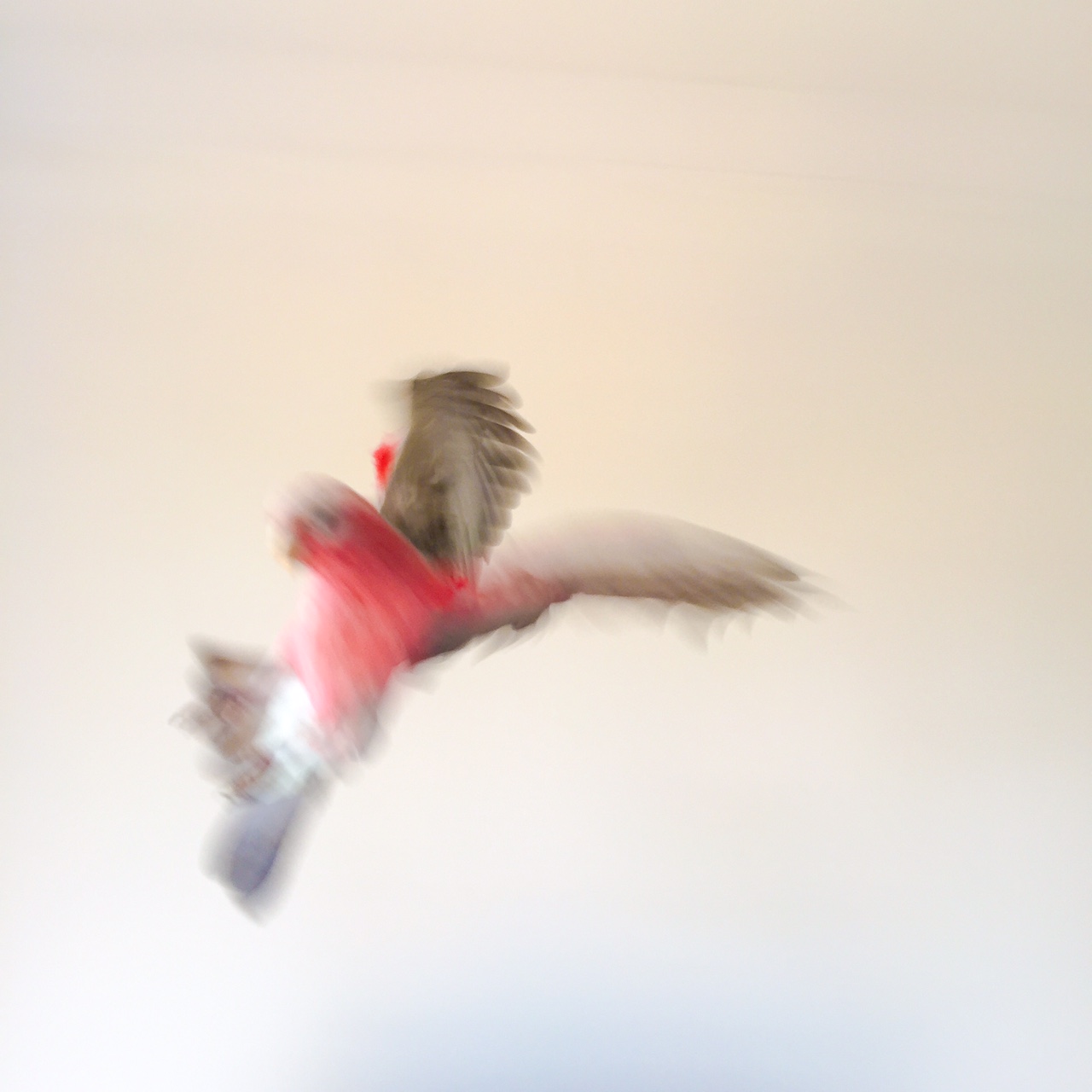 Thor the Galah - Perth Blogger - Katie Rebekah