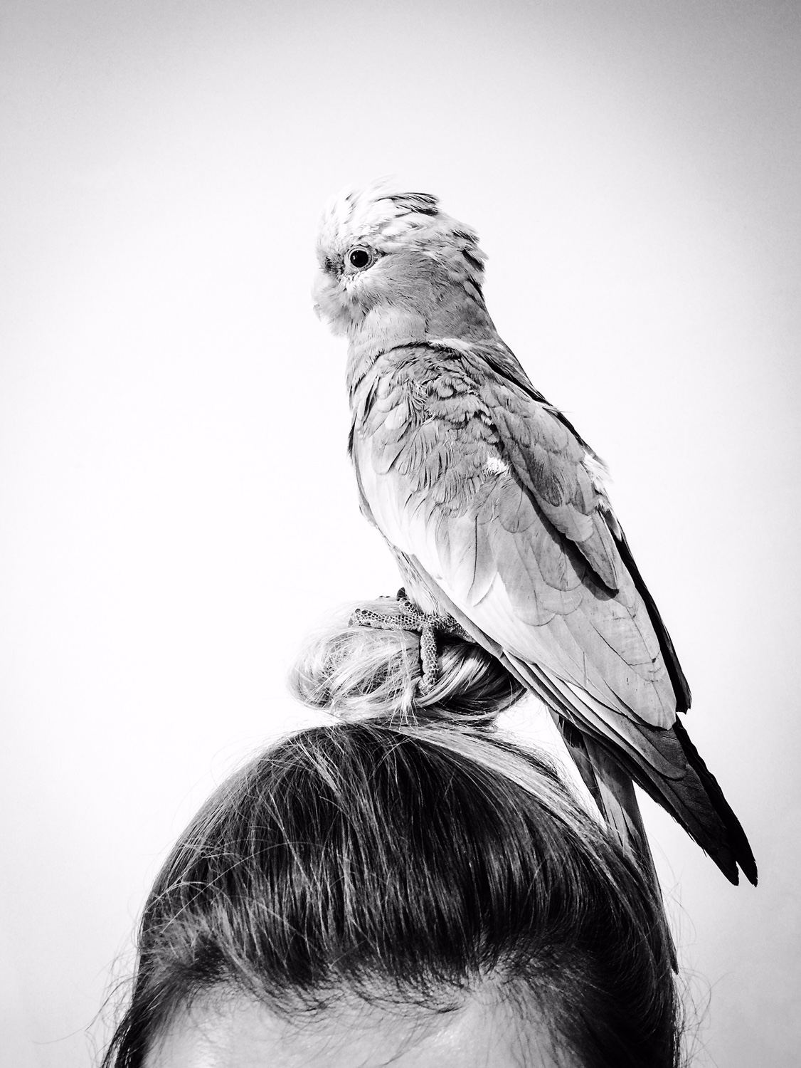 Thor the Galah - Perth Blogger - Katie Rebekah