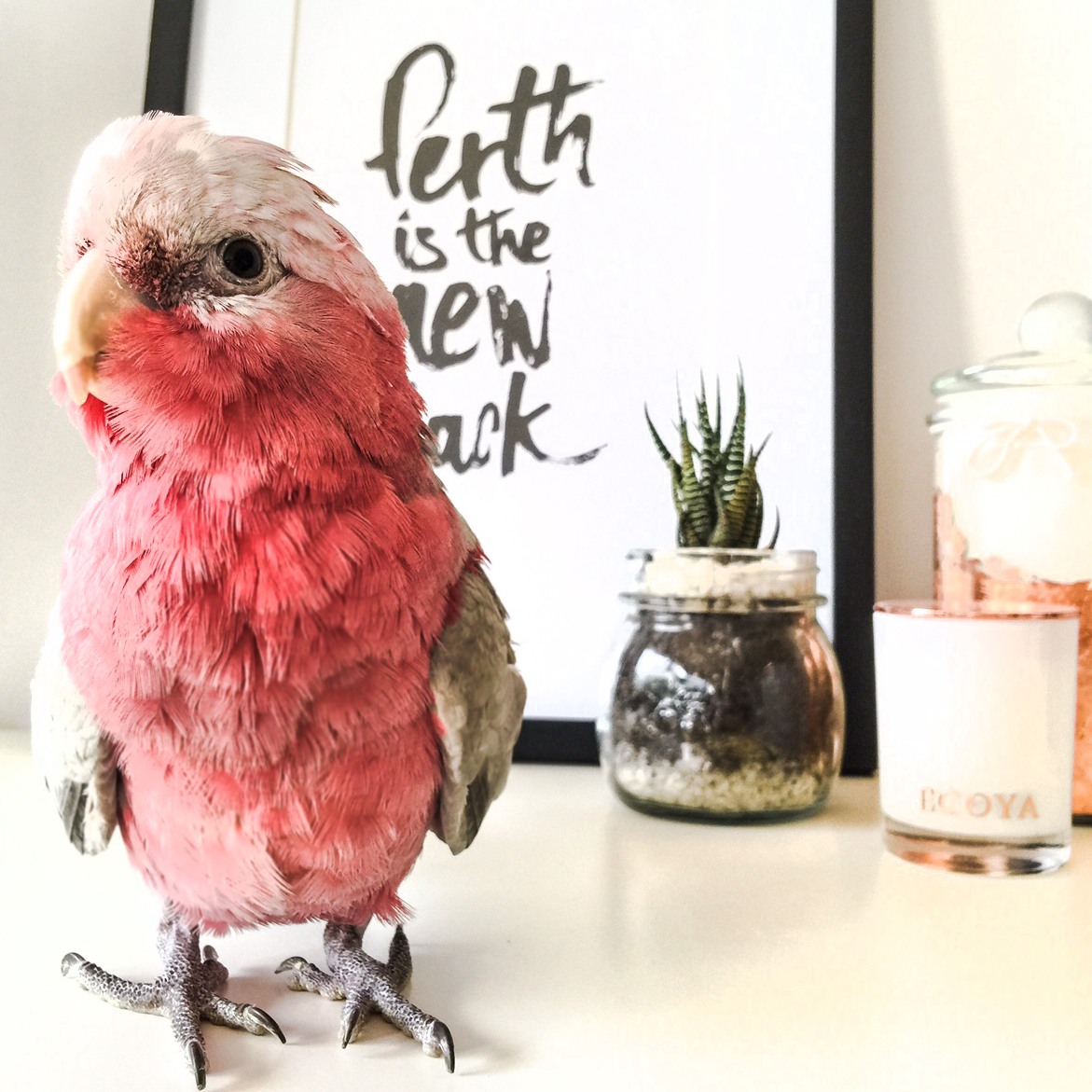 Thor the Galah - Perth Blogger - Katie Rebekah