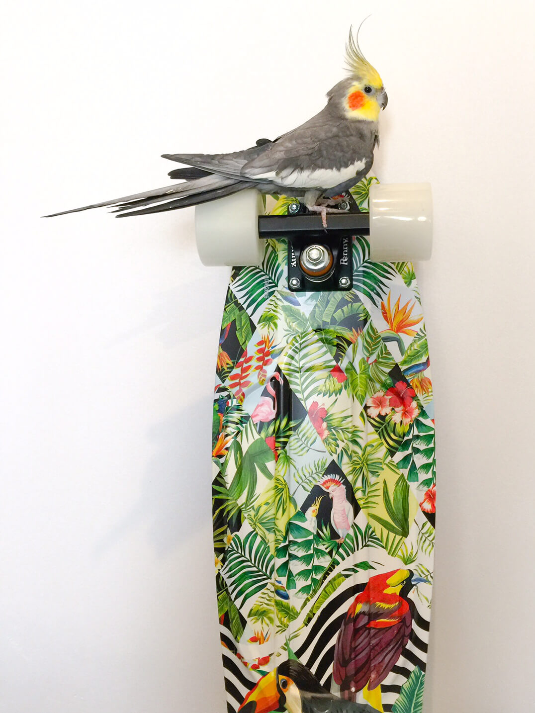 Birds on Boards - Penny Skateboard Australia - Perth Blogger Katie Rebekah