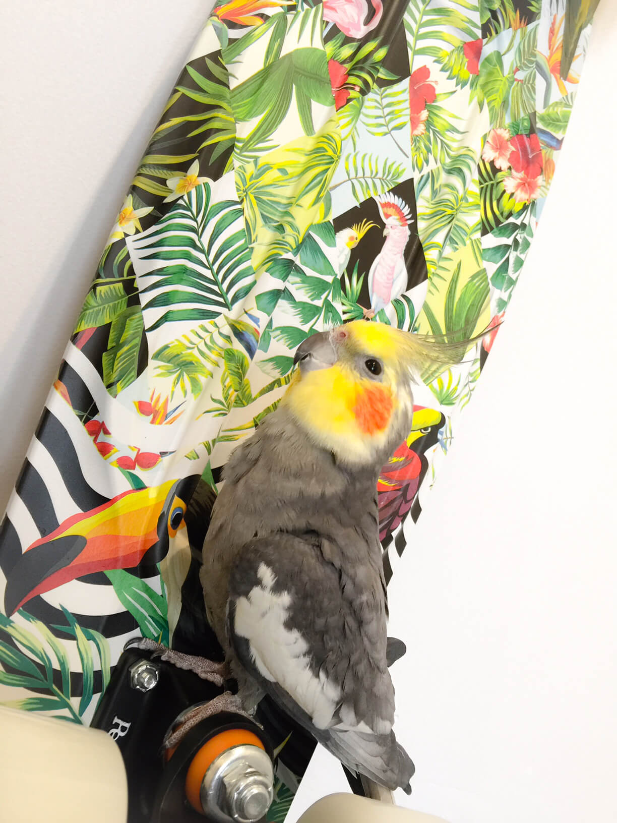 Birds on Boards - Penny Skateboard Australia - Perth Blogger Katie Rebekah