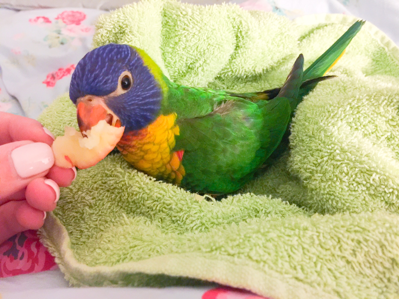 Over the Rainbow Lorikeet - Australian Bird - Perth Blogger Katie Rebekah