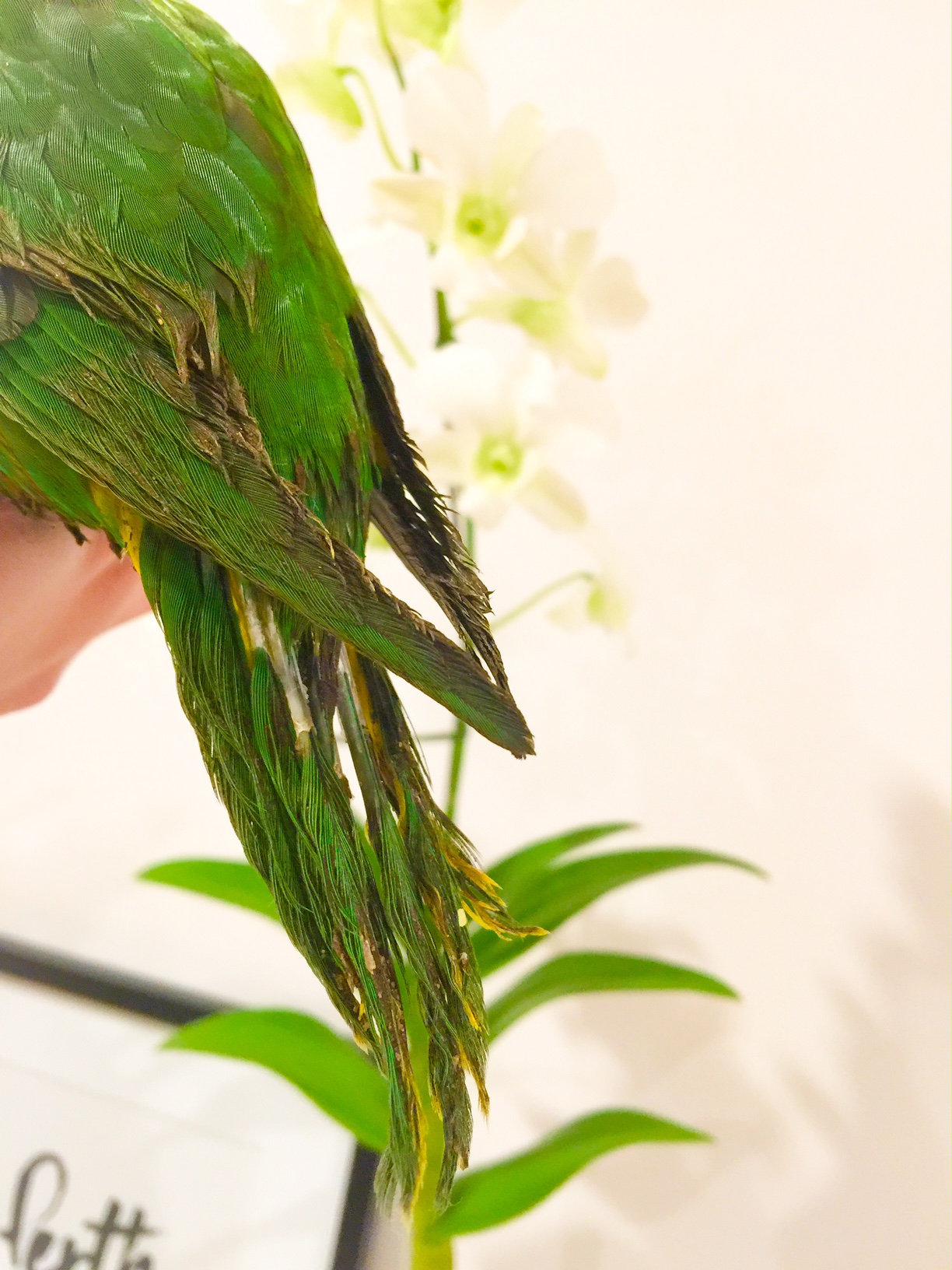 Over the Rainbow Lorikeet - Australian Bird - Perth Blogger Katie Rebekah