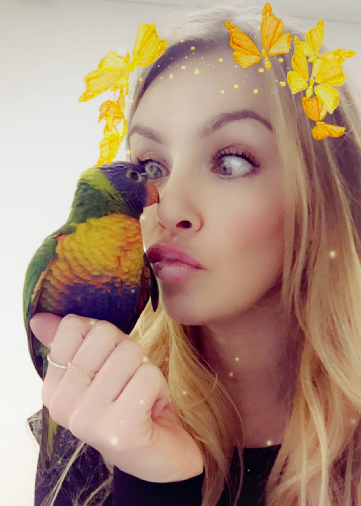 Over the Rainbow Lorikeet - Australian Bird - Perth Blogger Katie Rebekah