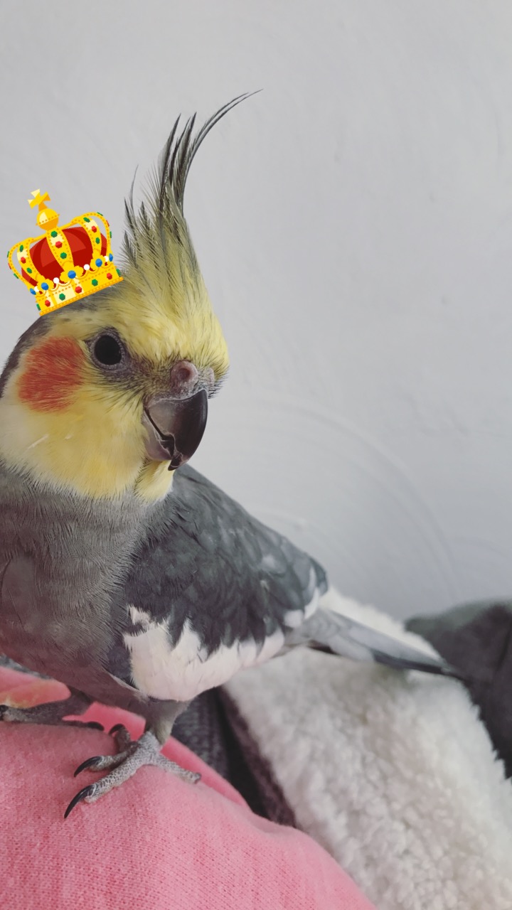 Kenickie-bird - a weiro cockatiel lost in Perth - Perth Blogger Katie Rebekah