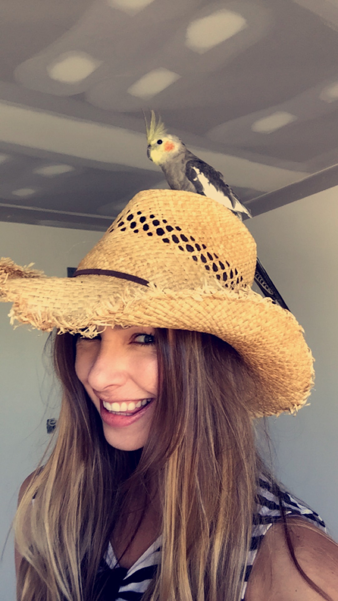 Kenickie-bird - a weiro cockatiel lost in Perth - Perth Blogger Katie Rebekah