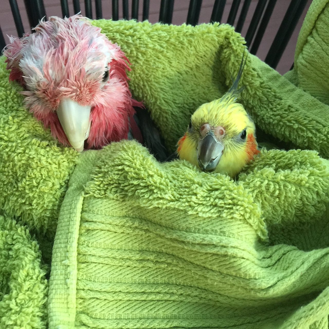 Kenickie-bird - a weiro cockatiel lost in Perth - Perth Blogger Katie Rebekah