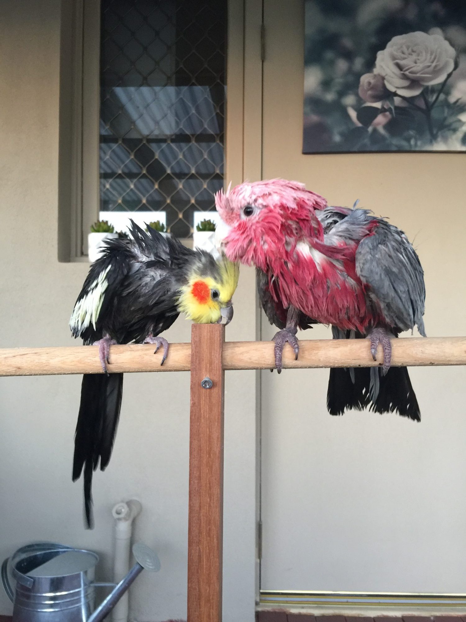 Kenickie-bird - a weiro cockatiel lost in Perth - Perth Blogger Katie Rebekah