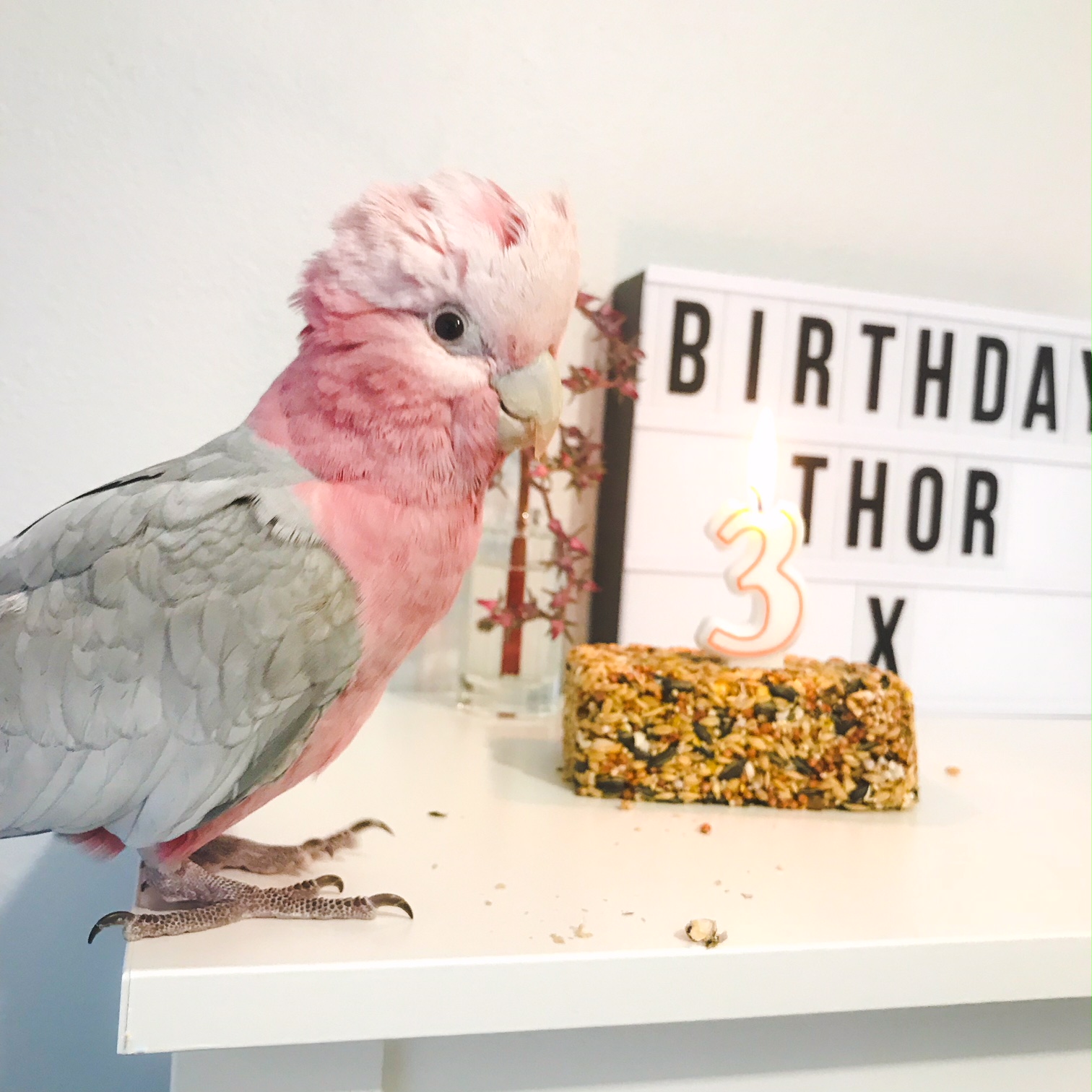 Birthday Birdie Thor – Pink Grey Galah Cockatoo – Perth Blogger Katie Rebekah