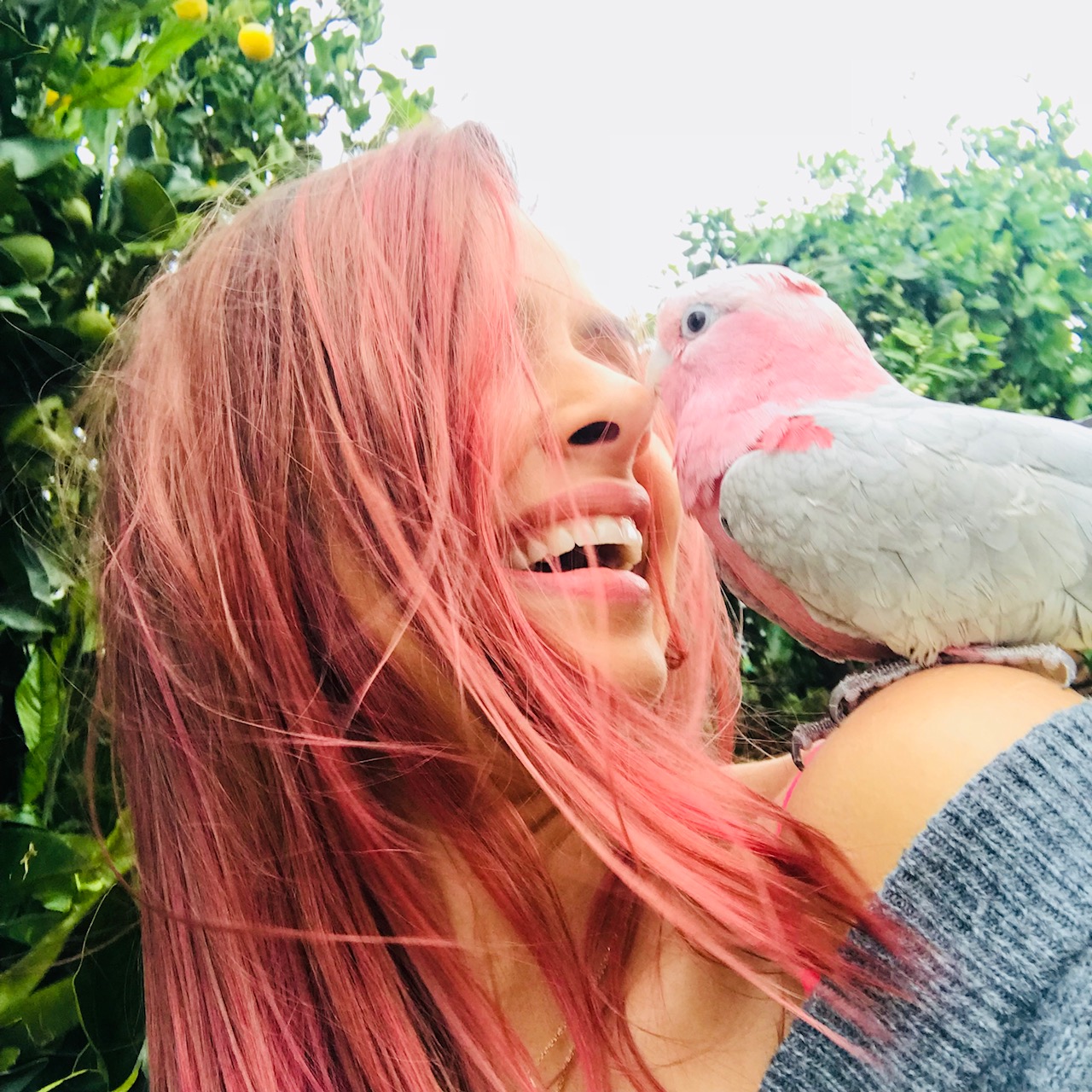 Birthday Birdie Thor – Pink Grey Galah Cockatoo – Maurice Meade – Perth Blogger Katie Rebekah