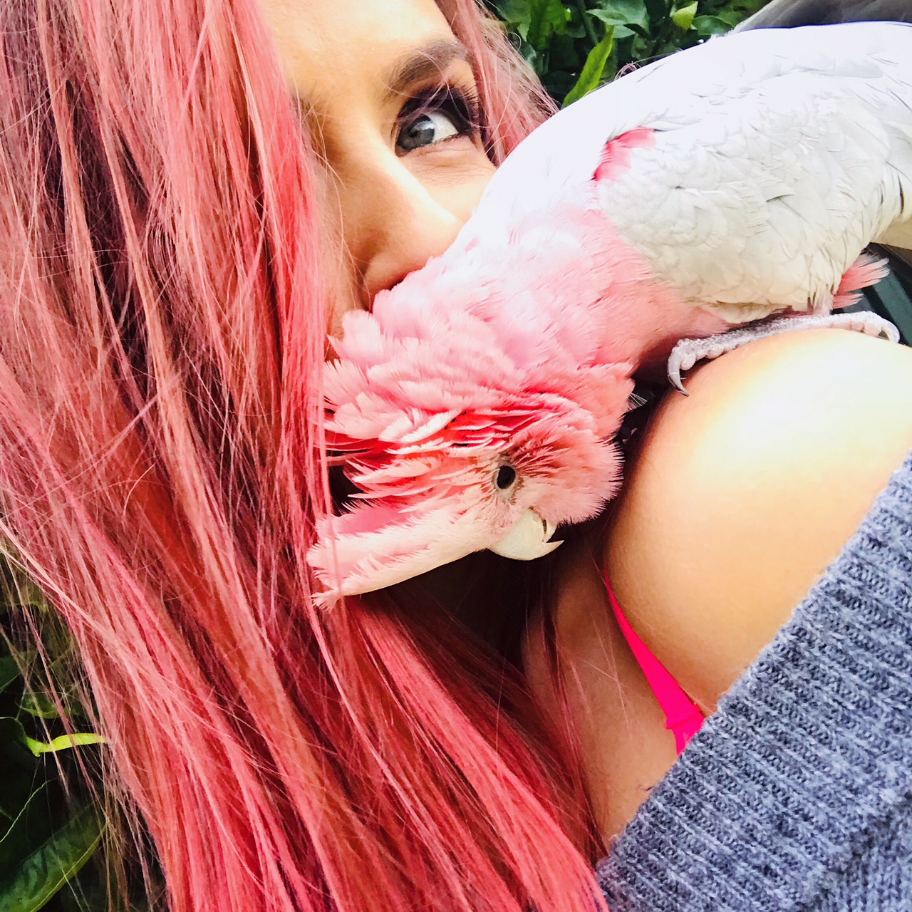 Birthday Birdie Thor – Pink Grey Galah Cockatoo – Maurice Meade – Perth Blogger Katie Rebekah