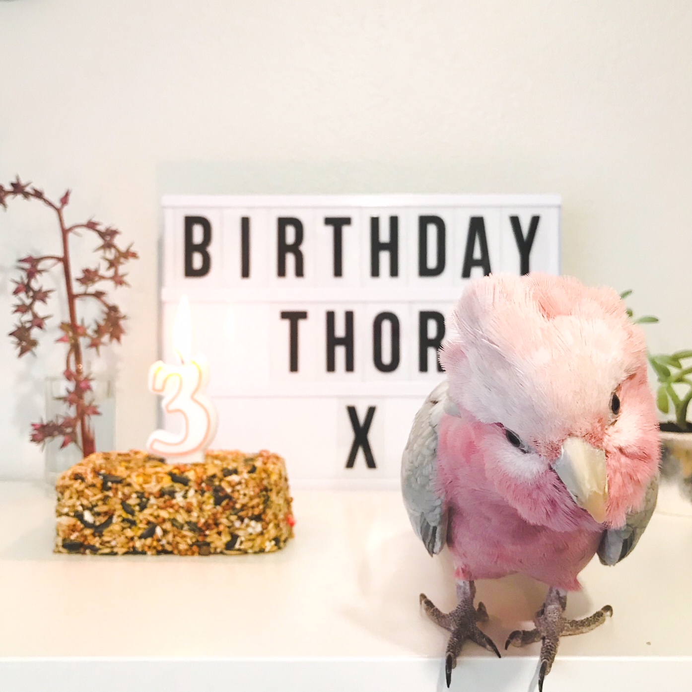 Birthday Birdie Thor – Pink Grey Galah Cockatoo – Perth Blogger Katie Rebekah