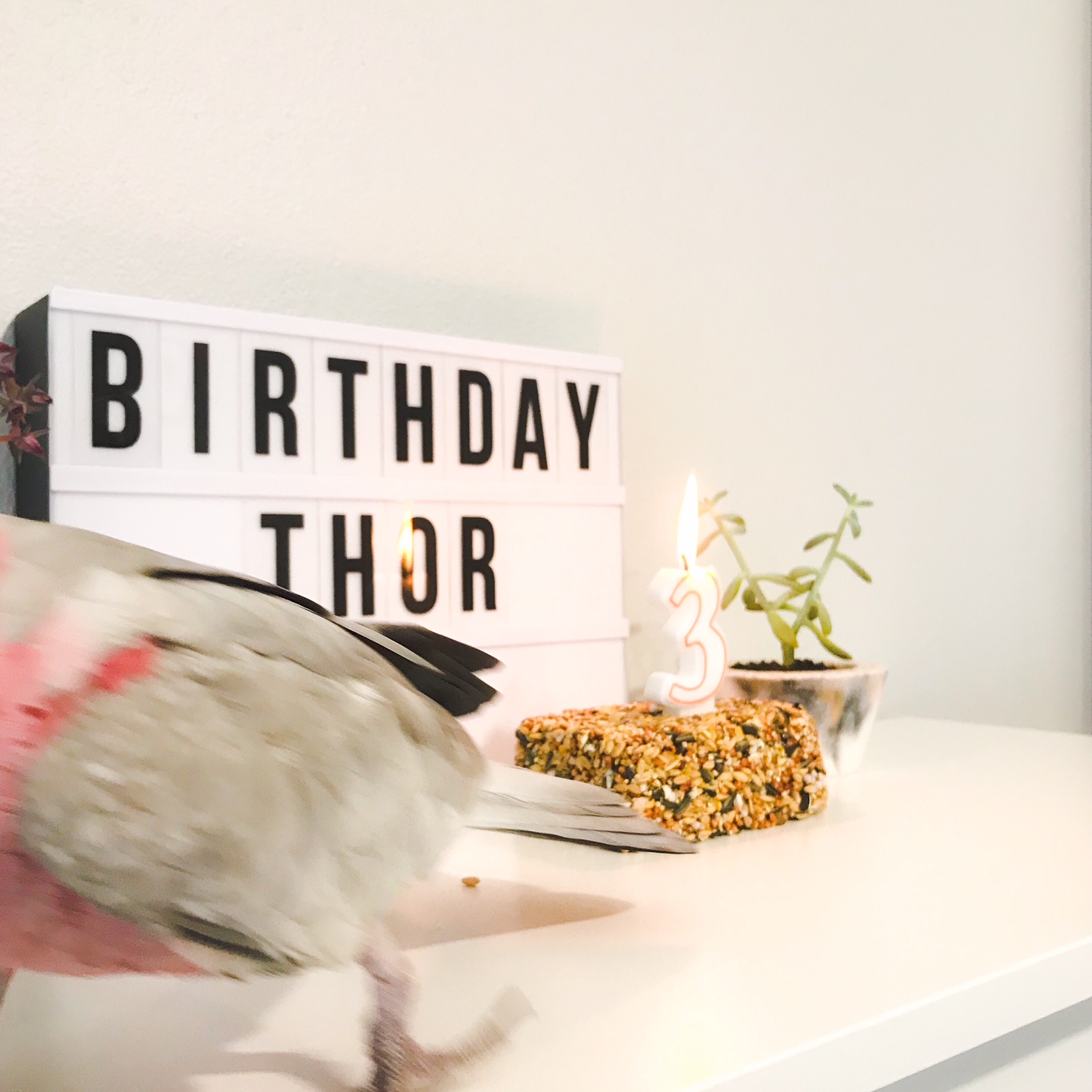 Birthday Birdie Thor – Pink Grey Galah Cockatoo – Perth Blogger Katie Rebekah