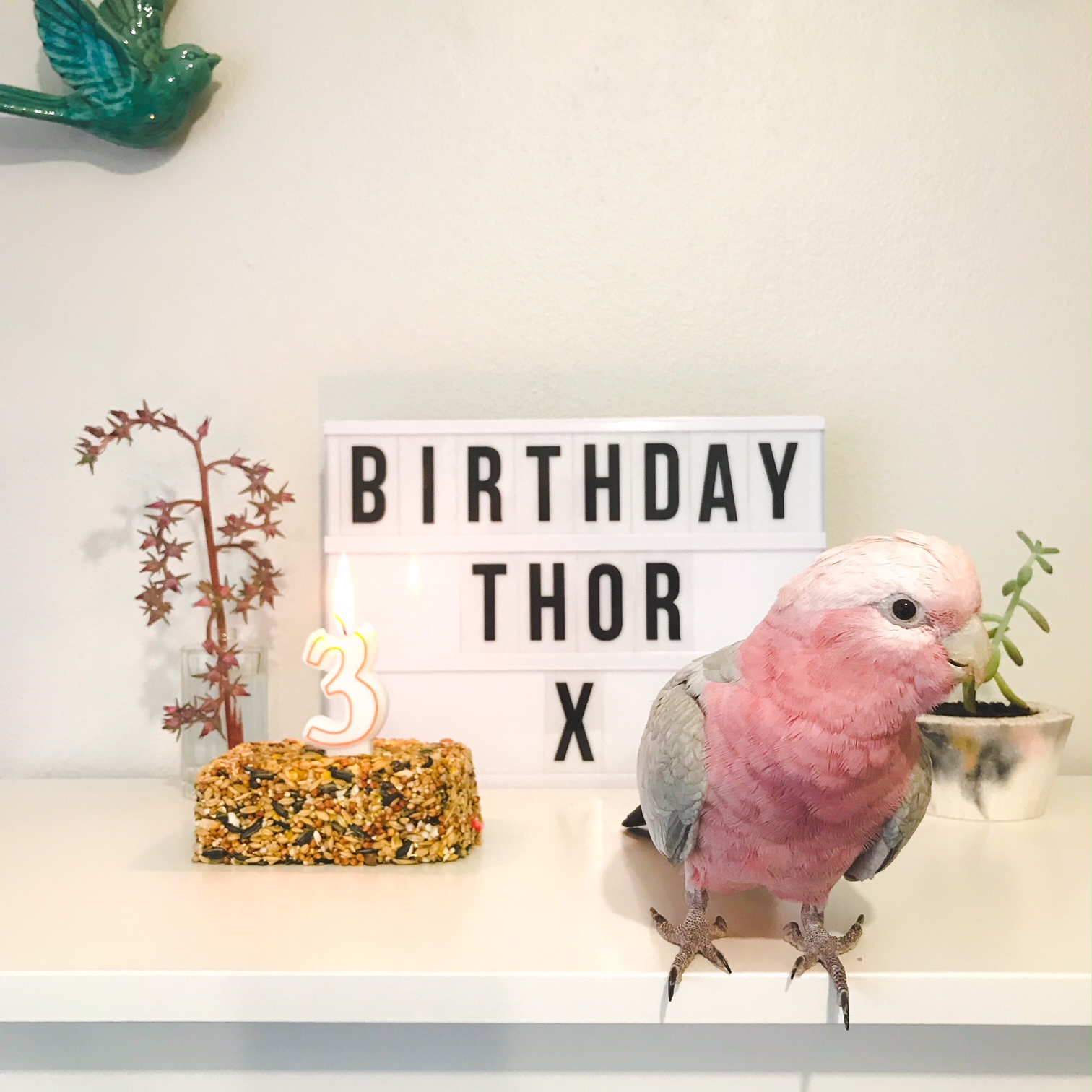 Birthday Birdie Thor – Pink Grey Galah Cockatoo – Perth Blogger Katie Rebekah