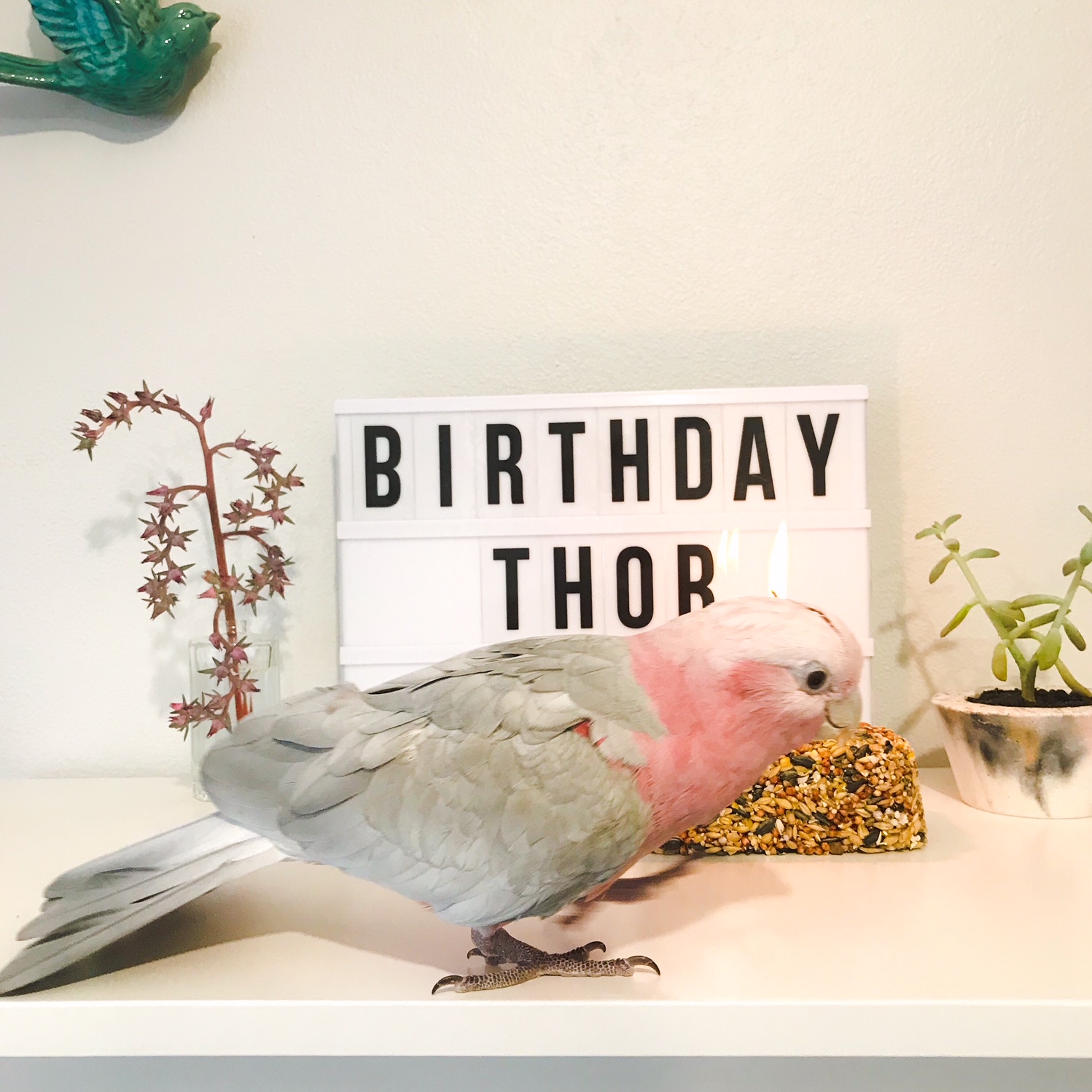 Birthday Birdie Thor – Pink Grey Galah Cockatoo – Perth Blogger Katie Rebekah