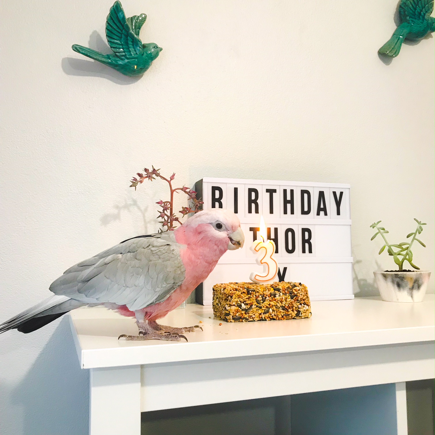 Birthday Birdie Thor – Pink Grey Galah Cockatoo – Perth Blogger Katie Rebekah