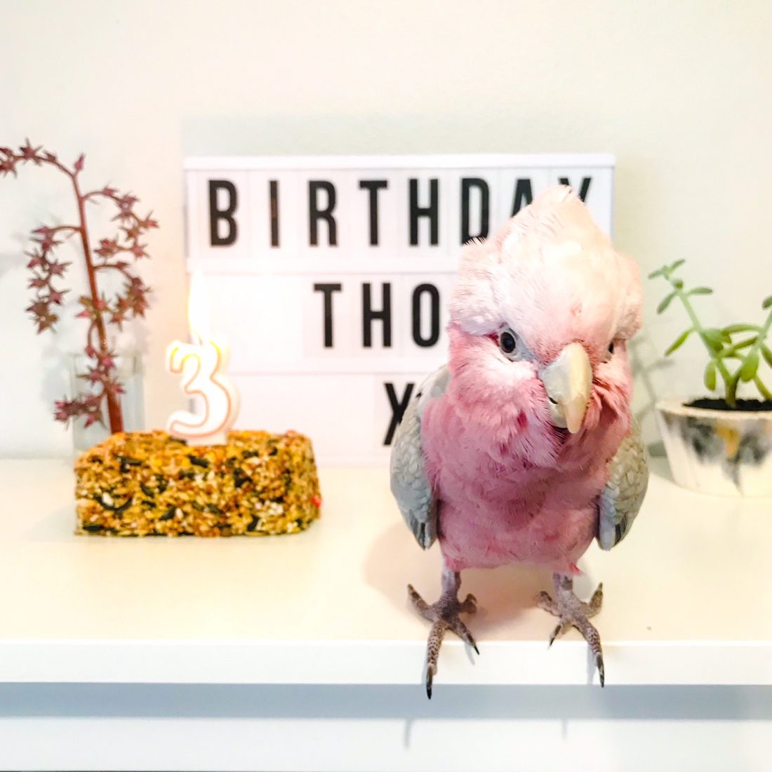 <p>It's my little pink guys birthday!</p>
<p>Thor turned three today and it was of course the event of the year at our house. We had snuggles, cheeps and enough seeded cake (which was worse than gluten free) to last a lifetime. I also happened to be sporting some serious pink tresses thanks to a very colourful shoot with the Maurice Meade team at the weekend - just in time for his big day!</p>
<p>It was all just so flocking fabulous, I couldn't resist a quick little post...</p>