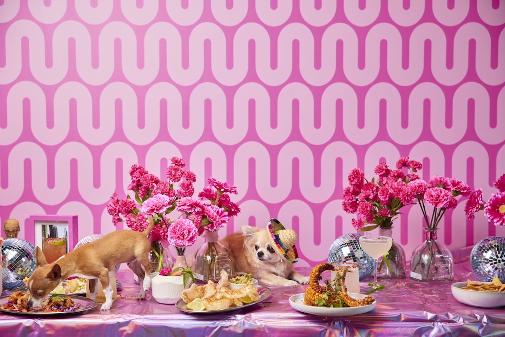 Pink Taquito Chihuahua - Perth Blog Katie Rebekah - Image credit: Shot by Thom