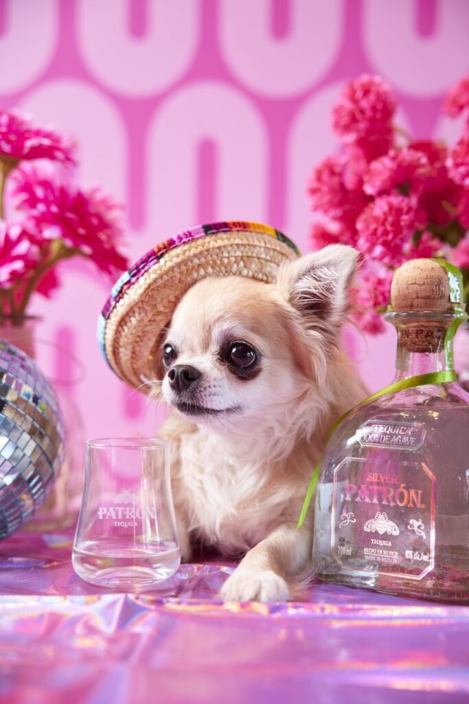 Pink Taquito Chihuahua - Perth Blog Katie Rebekah - Image credit: Shot by Thom