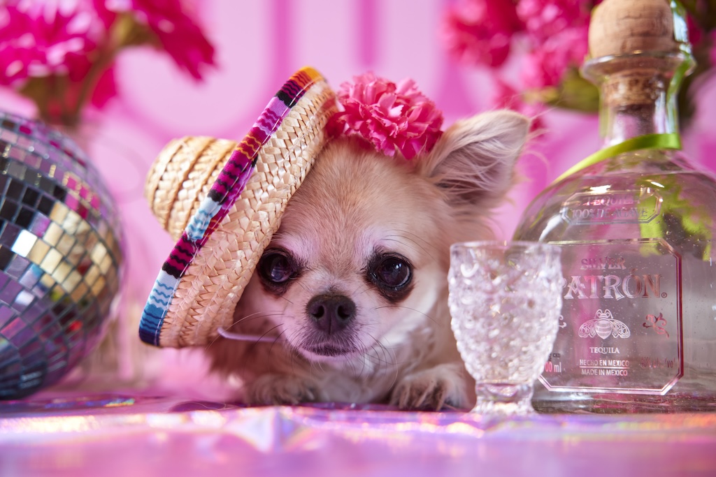 Pink Taquito Chihuahua - Perth Blog Katie Rebekah - Image credit: Shot by Thom