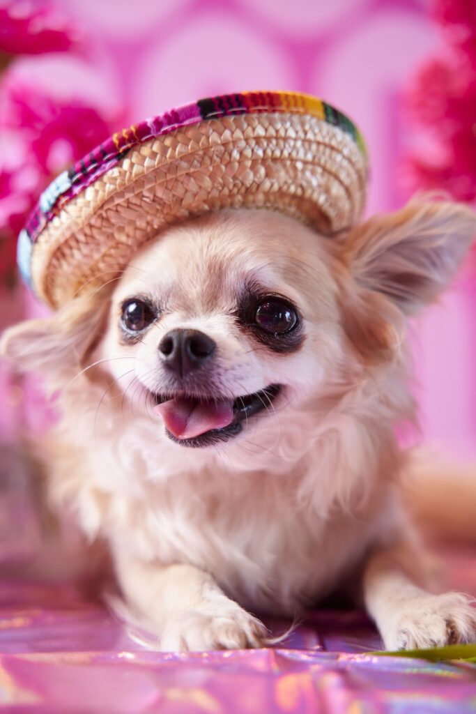 Pink Taquito Chihuahua - Perth Blog Katie Rebekah - Image credit: Shot by Thom