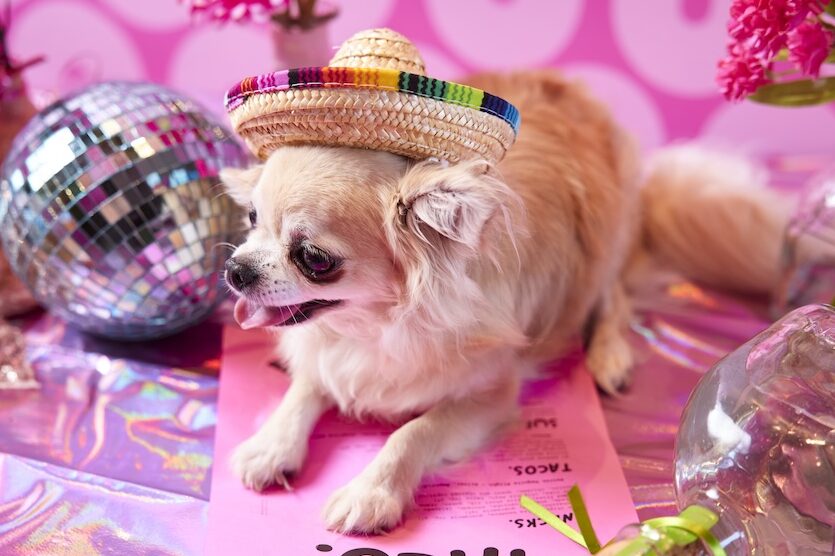 Pink Taquito Chihuahua - Perth Blog Katie Rebekah - Image credit: Shot by Thom