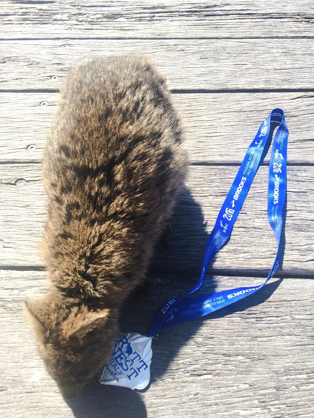 Fresh from completing the Chevron City to Surf half marathon at the end of August, I was looking for my next fitness challenge before my 'runners high' wore off... When I discovered that my favourite little island of Rottnest hosted an annual running event, there was no question – I was doing it! </P>
<P>Those of you who read regularly will know I have a complete love-affair with the gorgeous little island just off the coast of Perth. I’ve visited a whopping seven times in just under three years and so I knew I had to do the Rotto half. And so, less than a week after completing the City to Surf half marathon, I had my place on the Rottnest half marathon booked and the 6am ferry from Freo paid for... </P>