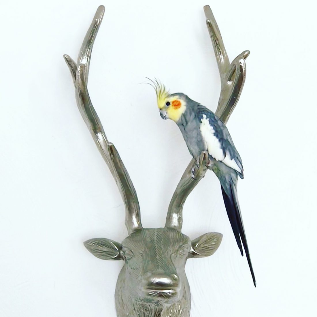 <p>It’s bittersweet that I should be writing this post about Kenickie. I’ve had my blog for almost three years now and this is the first time I've chosen to write about him. Exclusively I mean - the little rascal was forever popping up in my blogs, along with his bros Thor and Finn… But I never dedicated a blog just to him.</P>

<p>Only now that I no longer have Kenickie in my life do I write about how much the little pikachu featherball meant to my life...</p>