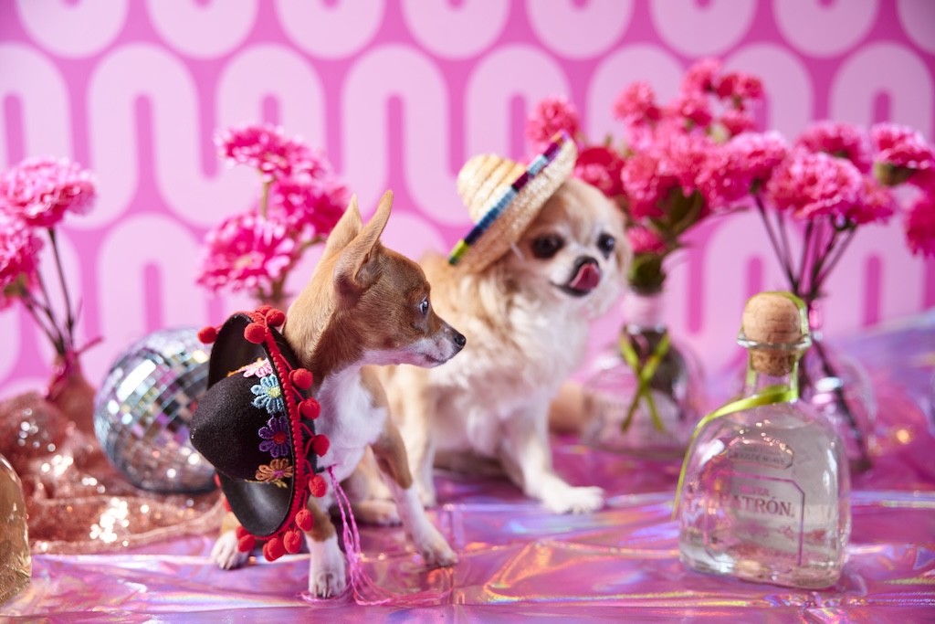 Pink Taquito Chihuahua - Perth Blog Katie Rebekah - Image credit: Shot by Thom