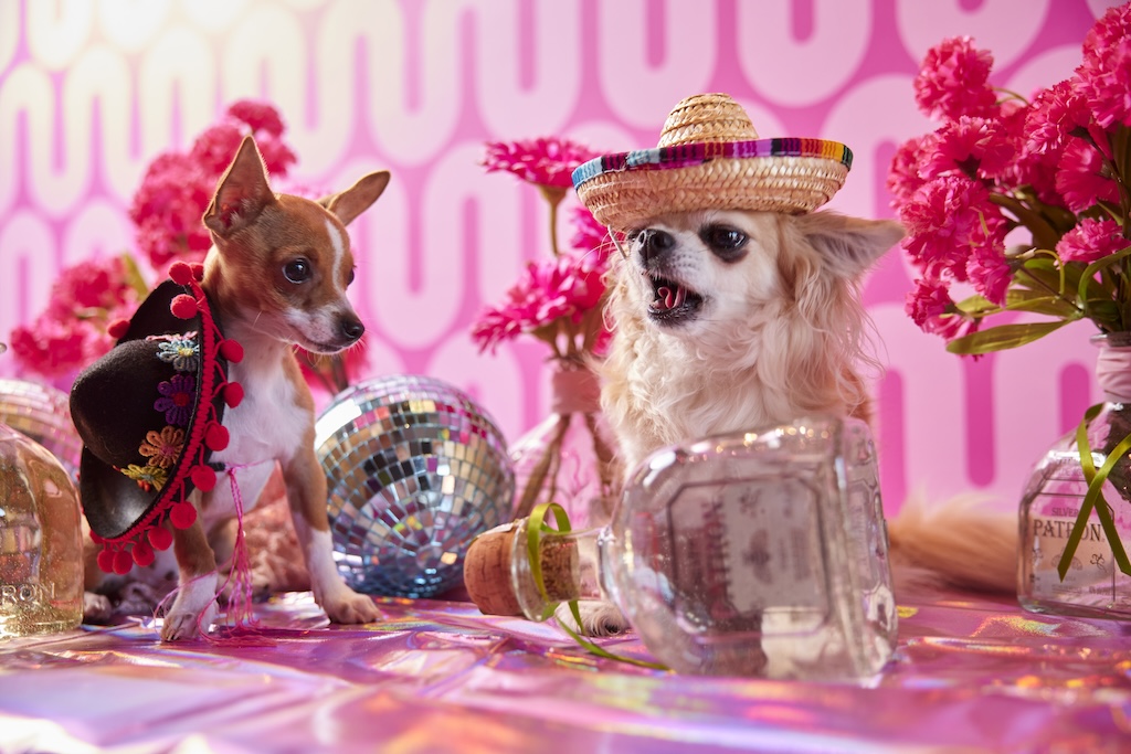 Pink Taquito Chihuahua - Perth Blog Katie Rebekah - Image credit: Shot by Thom